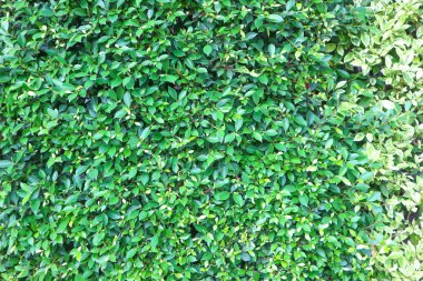 Banyan ağacı veya Ficus annulata veya ficus bengalensis 