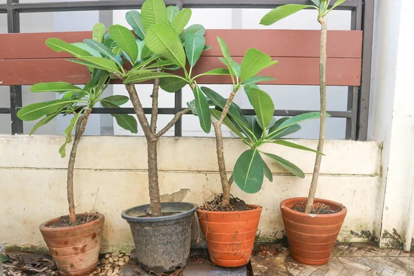 Árbol Pagoda Frangipani Árbol Del Templo Maceta — Foto de Stock