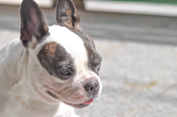 Cão Cão Inconsciente Bulldog Francês — Fotografia de Stock