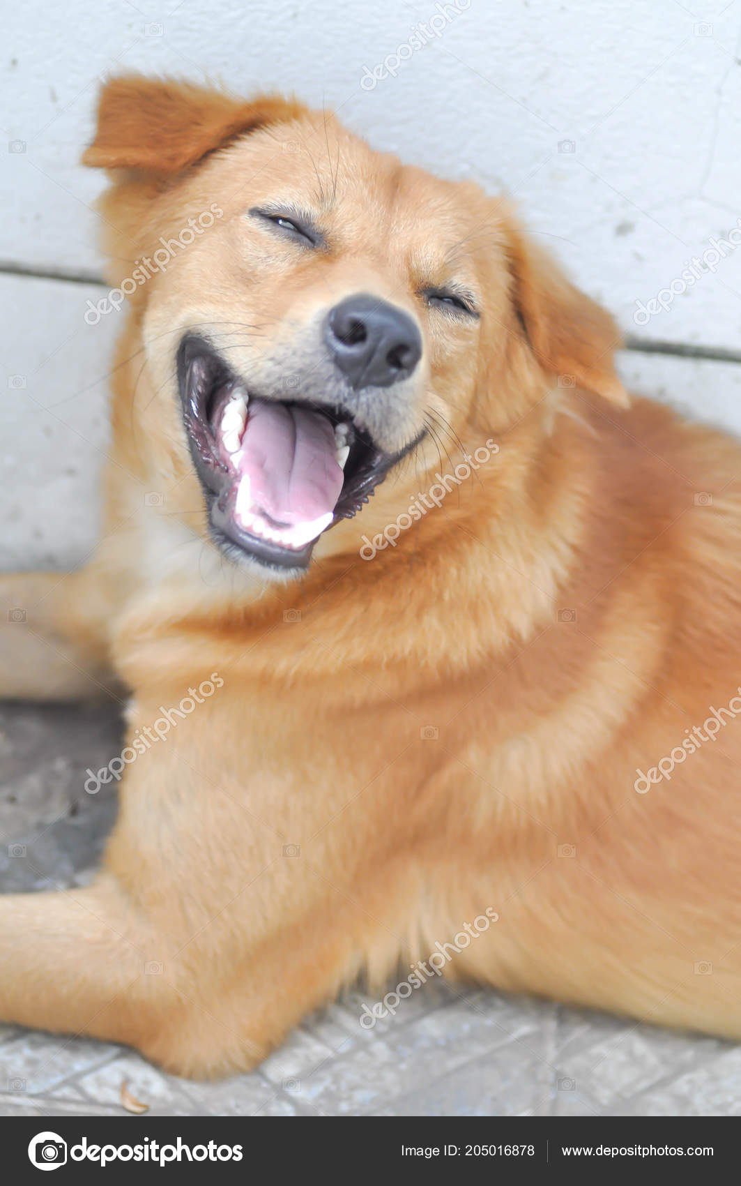 How Do You Open A Dogs Mouth