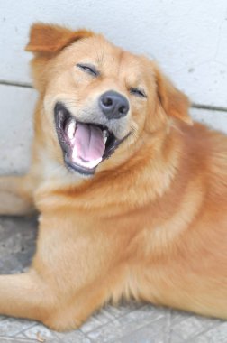 köpek gape veya ağız köpek açın