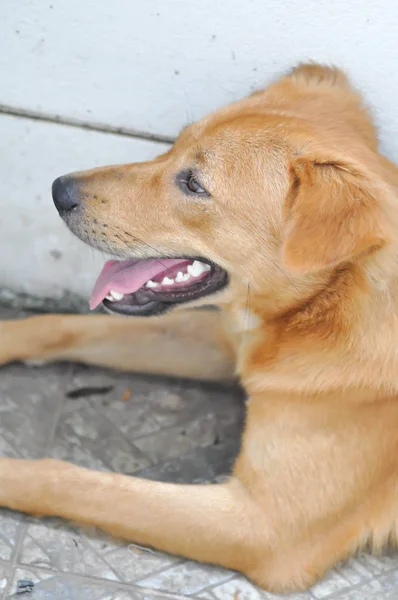 Chien Inconscient Ouvrir Bouche Chien Sur Sol — Photo