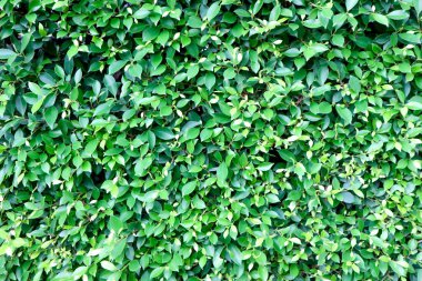 Hint inciri ağacı veya Ficus annulata veya ficus bengalensis veya yaprak yeşil