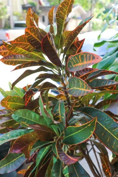 Codiaeum Variegatum Blume Garden Croton Plant — Stock Photo, Image