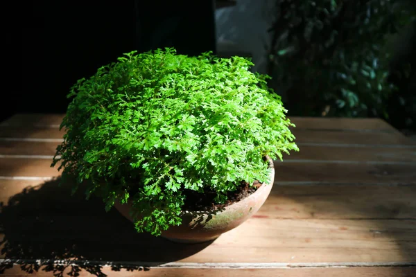 fern or fern plant in the flowerpot