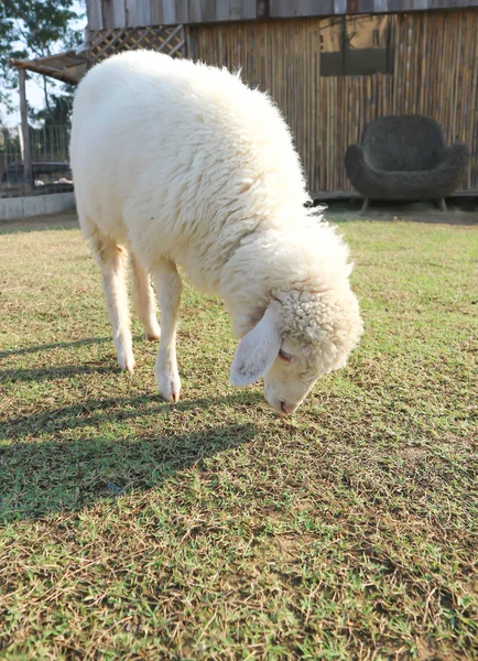 Juh vagy bárány a mezőben — Stock Fotó