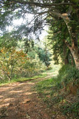 zemin, ağaç ve yaprak veya doğa arka plan