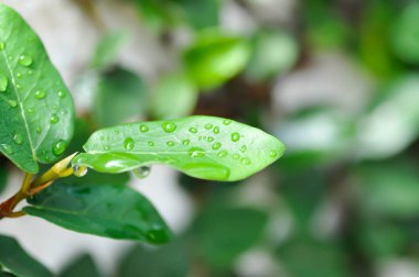 Ficus pumila veya çiğ teslimi ficus pumila bitki