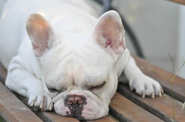 köpek ya da Fransız buldozer ya da uyku Fransız buldozer