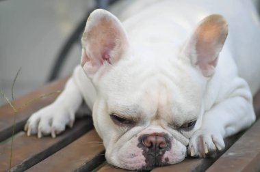 köpek ya da Fransız buldozer ya da uyku Fransız buldozer