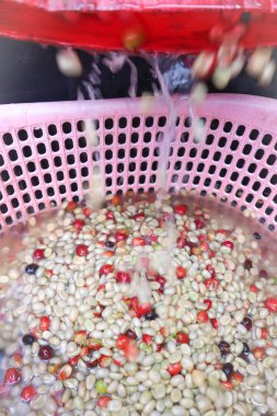 kahve çekirdeği veya kahve tohum sepet