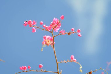 Antigonon leptopus, aşk zinciri veya Meksika sarmaşık