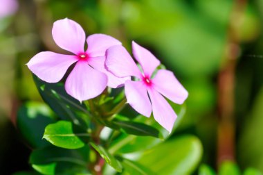 Ludwigia Adscendens, deniz salyangozu bitki veya su teresi