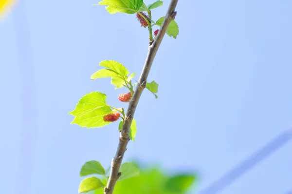mulberry, mulberry plant or mulberry tree