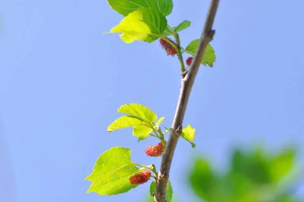 mulberry, mulberry plant or mulberry tree