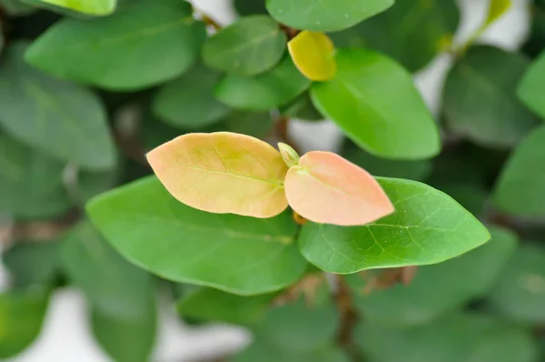 Ficus Pumila Climbing Fig Plant — Stock Photo, Image