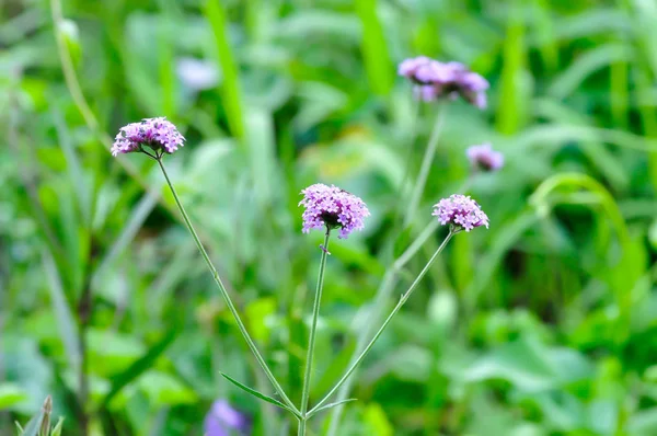 Verbena Bonariensis Flower Verbena Bonariensis Plant — 스톡 사진