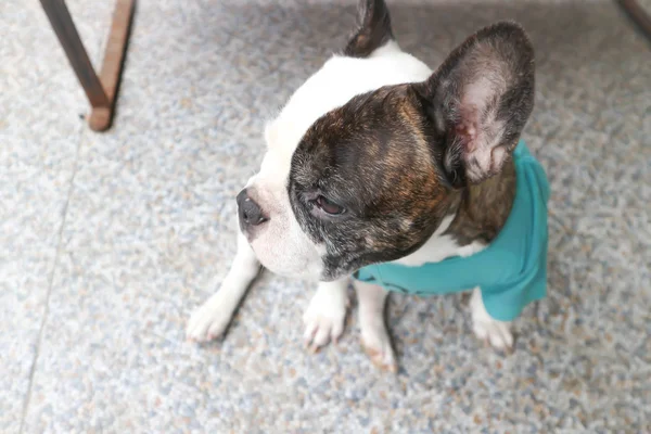 Buldogue Francês Buldogue Francês Camiseta Verde Chão — Fotografia de Stock