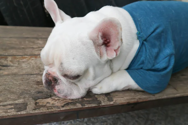 Buldogue Francês Buldogue Francês Camiseta Azul Banco — Fotografia de Stock