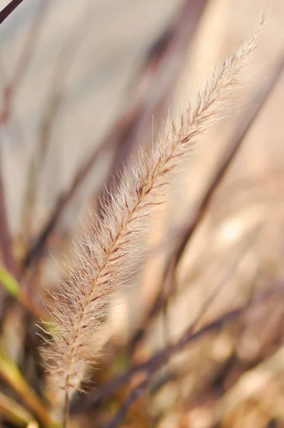 Afrikanisches Springbrunnengras Purpurgras Oder Pennisetum Setaceum — Stockfoto