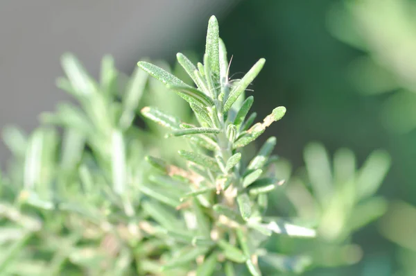 Rosemary Rosmarinus Officinalis Plant — Stock Photo, Image