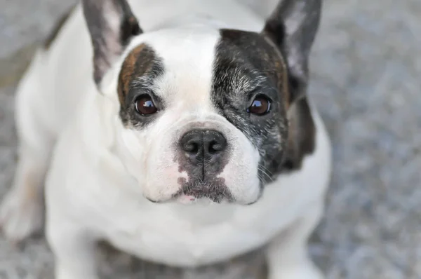 Ter plaatse Frans bulldog, Franse bulldog — Stockfoto