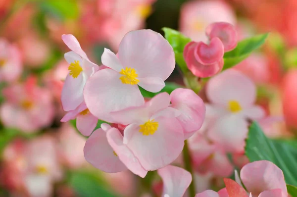 Begonya, Begonya x Semperfloren-cultorum