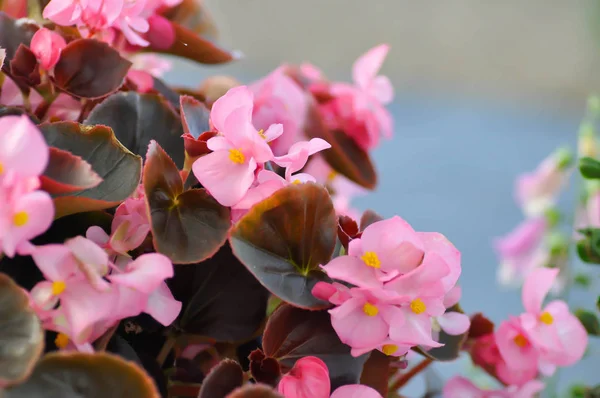 Begónia, Begonia x semperflorens-cultorum — Stock Fotó