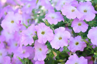 Petunia hybrida veya Petunia  