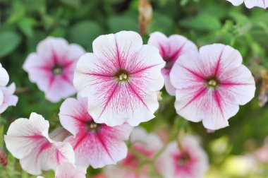 Petunia hybrida veya Petunia çiçek 