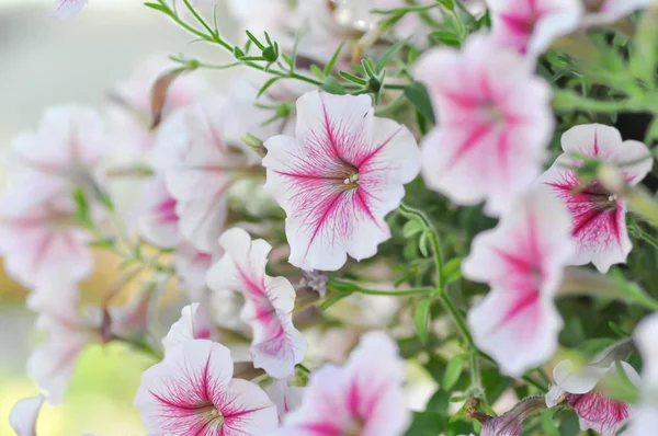 Petúnia Hybrida ou flor de Petúnia — Fotografia de Stock