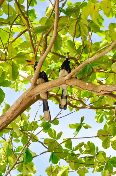 Hornbill kuş veya bucerotidae kuş , büyük hornbill — Stok fotoğraf