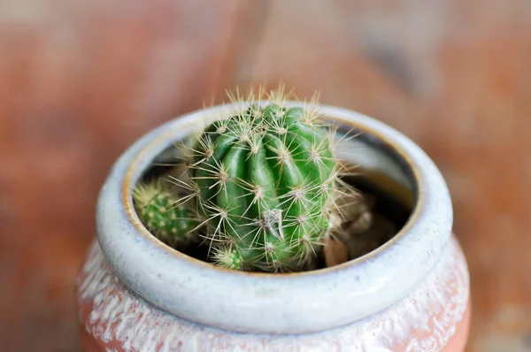 Cacto, Echinopsis calochlora — Fotografia de Stock