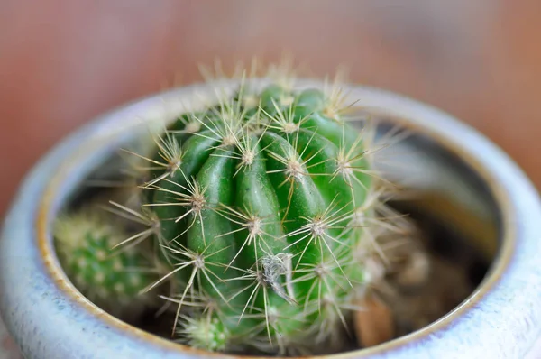 Cactus, Echinopsis calochlora — Stock Photo, Image