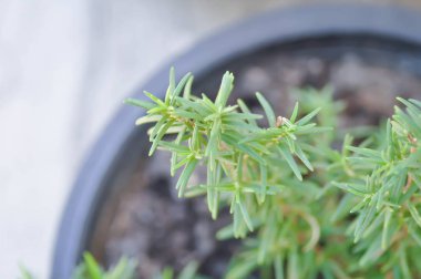 Biberiye, Rosmarinus officinalis