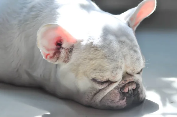 Bulldog francês adormecido, bulldog francês — Fotografia de Stock