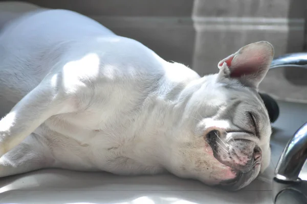 Bulldog francês adormecido, bulldog francês — Fotografia de Stock