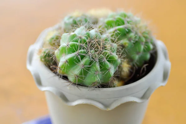 Refutación minuscua, cactus —  Fotos de Stock