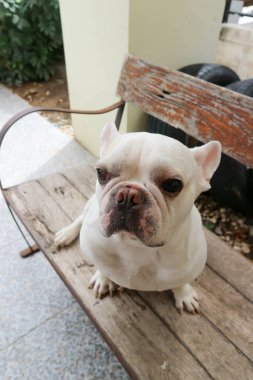 Fransız bulldog, köpek veya oturan Fransız bulldog