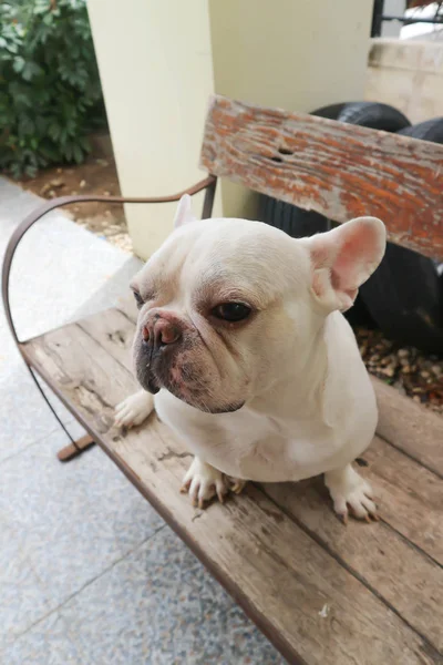 Buldogue francês, cão ou bulldog francês sentado — Fotografia de Stock