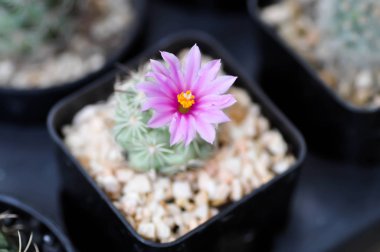 Mammillaria scrippsiana, pot kaktüs