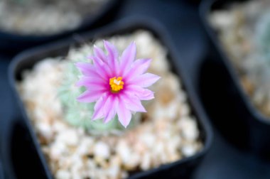 Mammillaria scrippsiana, pot kaktüs