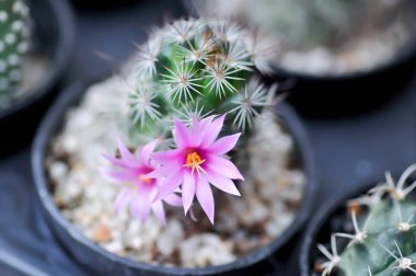 Mammillaria scrippsiana, pot kaktüs