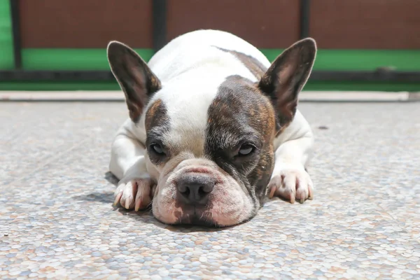 sleepy French bulldog, French bulldog