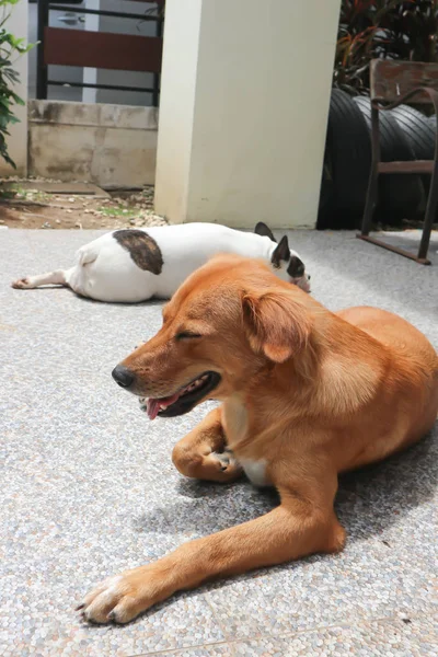 Köpek, kahverengi köpek veya güneşlenen köpek — Stok fotoğraf