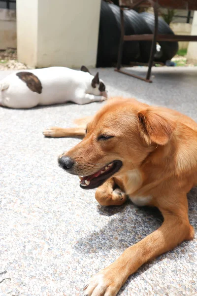 Köpek, kahverengi köpek veya güneşlenen köpek — Stok fotoğraf