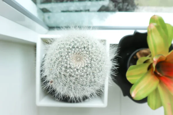 Cactus dans le pot de fleurs — Photo