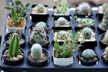 rebutia minuscula, tencerede kaktüs