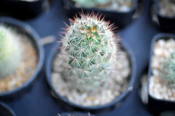 Cactus in the flower pot — Stock Photo, Image