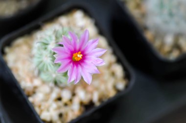 kaktüs , Mammillaria scrippsiana